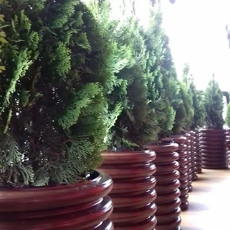 симона комплекс